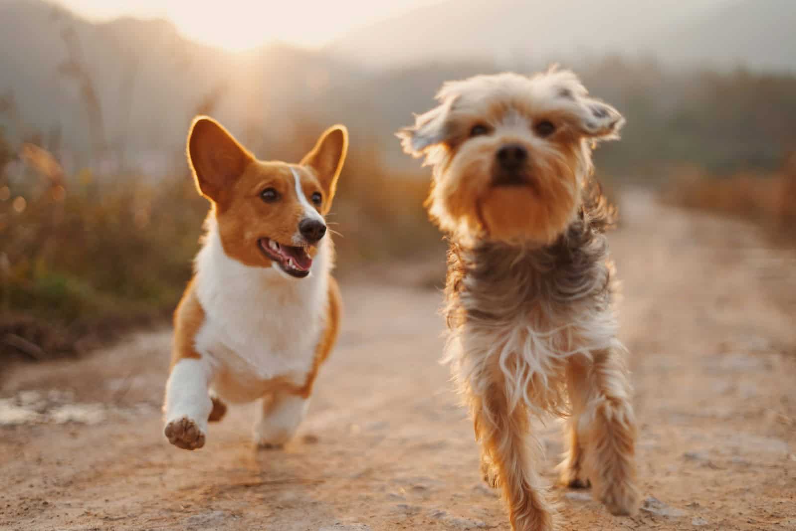 Chien et chien avec paysage de campagne au coucher du soleil, assurance animale, protection chiens, Neuchâtel Assurances.