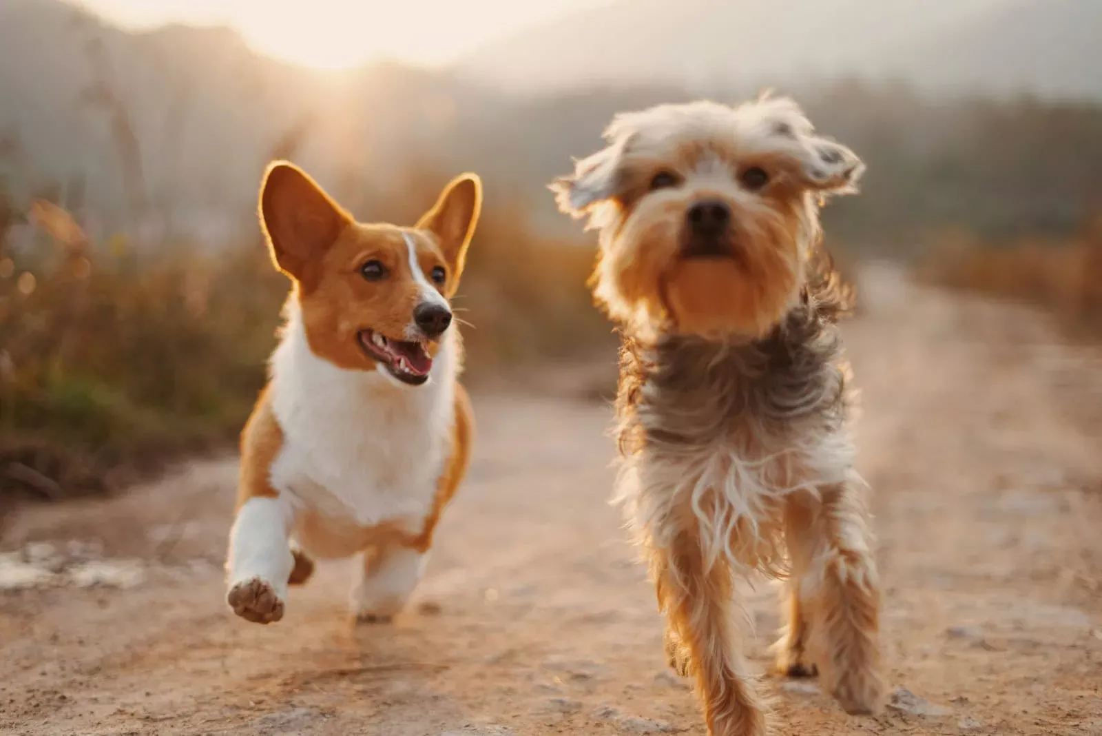 Chien et chien avec paysage de campagne au coucher du soleil, assurance animale, protection chiens, Neuchâtel Assurances.